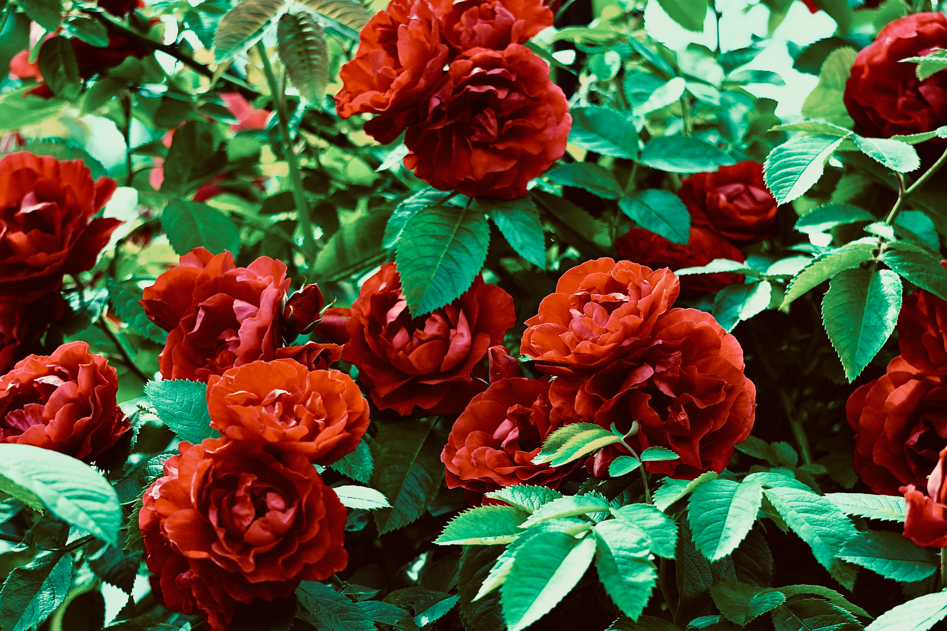 Agence SEO L'Haÿ-les-Roses - L'Haÿ-les-Roses